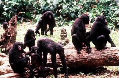 El amor de los bonobos.